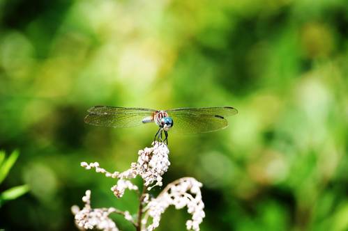 dragon fly